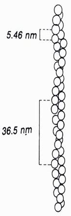 actina medicinapertuttiit