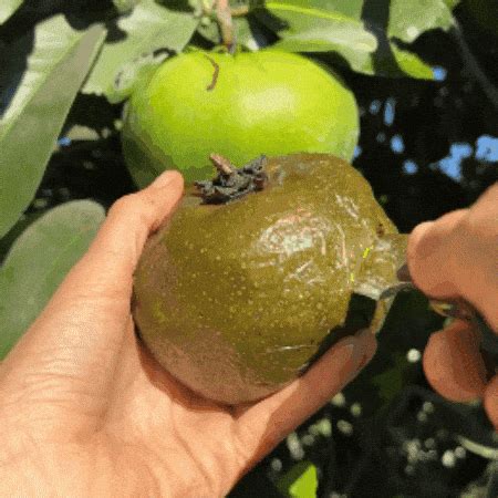 whats  season tropical fruit boxes miami fruit