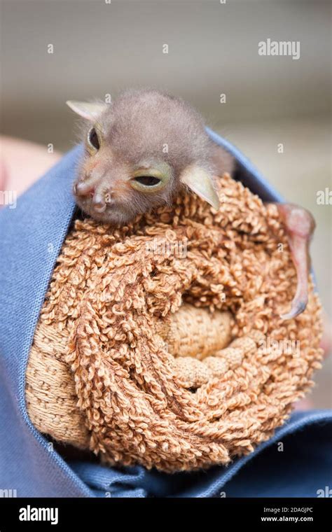 Orphaned baby Eastern Tube-nosed Bat (Nyctimene robinsoni) approx. 12 ...
