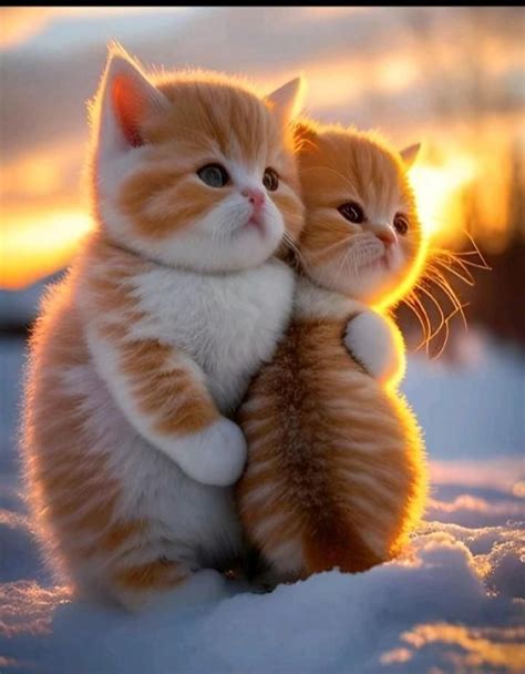 Pin von milana auf Ваші піни | Süße tiere, Tiere, Süße katzen
