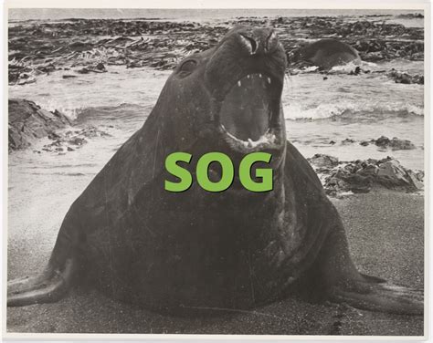 SOG Meaning » Slang.org