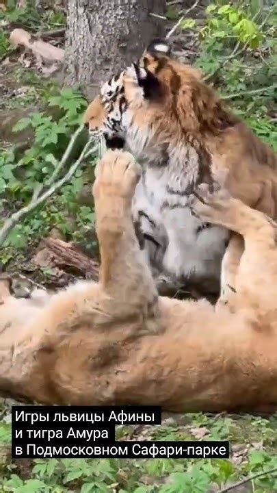 Игры львицы Афины и тигра Амура с Подмосковном Сафари-парке. #safari # ...
