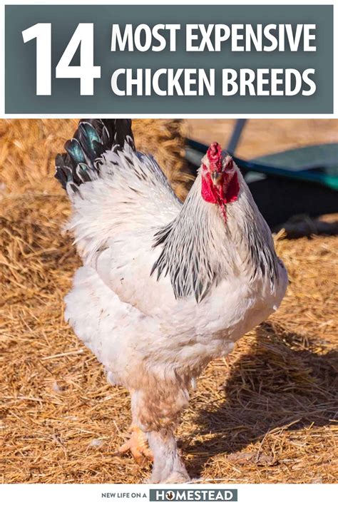 The Top 14 Most Expensive Chicken Breeds