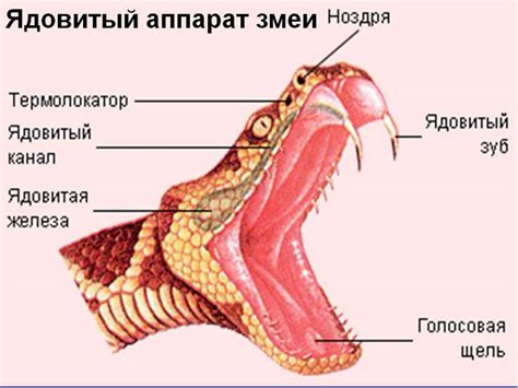 Презентация Про Змей - leadingamateur