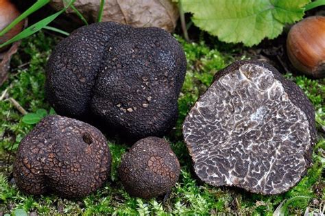 Трюфель гладкий чёрный (Tuber macrosporum) фото и описание