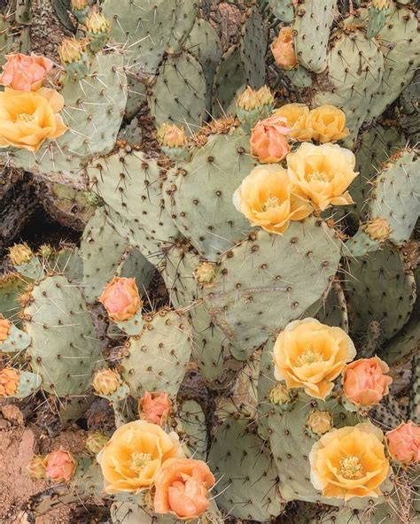 Prickly Pear Blooms Digital Print – The Joshua Tree House