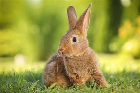 Angora Rabbit Colors: An Ultimate Guide – Angora Rabbits