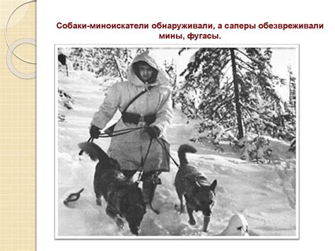 Подвиг собак в дни войны - презентация онлайн