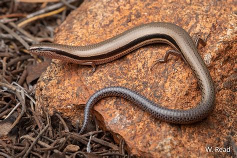 Lerista speciosa | Central Ranges, NT | Wes Read | Flickr