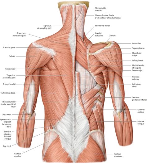 Musculature: Topographical Anatomy | Basicmedical Key