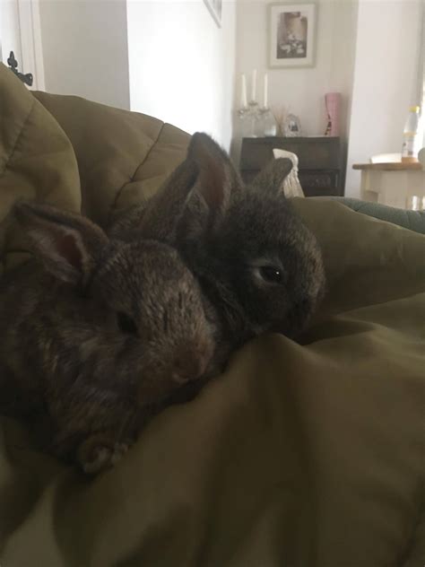 breeding - Can wild cottontail rabbits interbreed with domestic rabbits