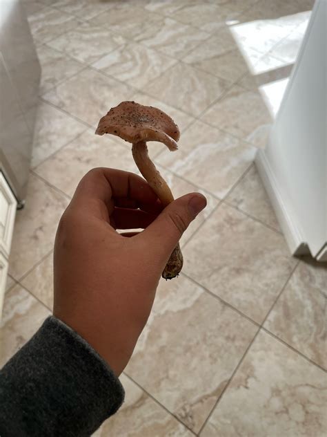 Bulbous honey mushrooms? : r/Mushrooms