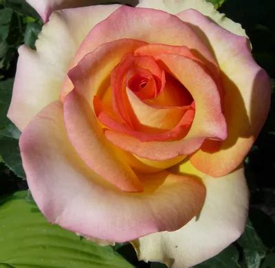 Роза сальвадор фото - 72 картинки