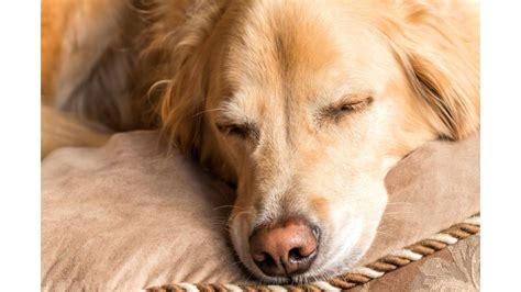 A Detailed Guide To Golden Retriever Sleep Needs & Positions – Whisker Pals
