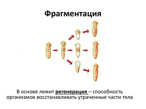 Размножение живых организмов - презентация онлайн