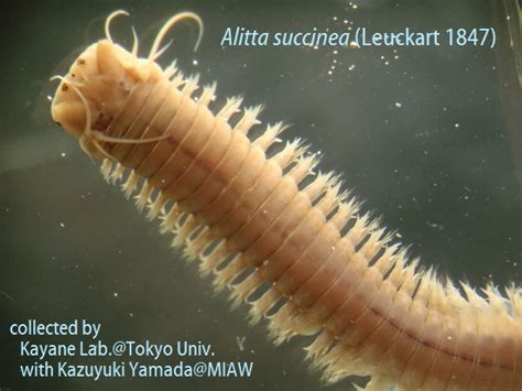 Alitta succinea (Leuckart 1847)