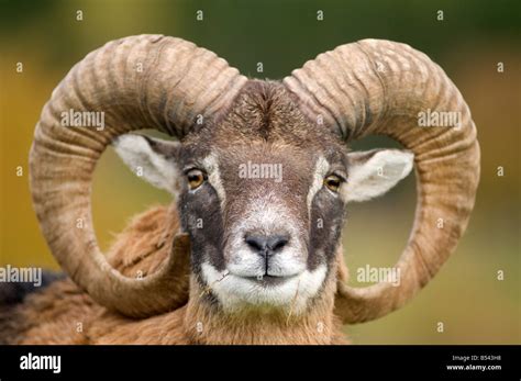 Mouflon Wild Sheep Ram with trophy horns SCO 1044 Stock Photo - Alamy