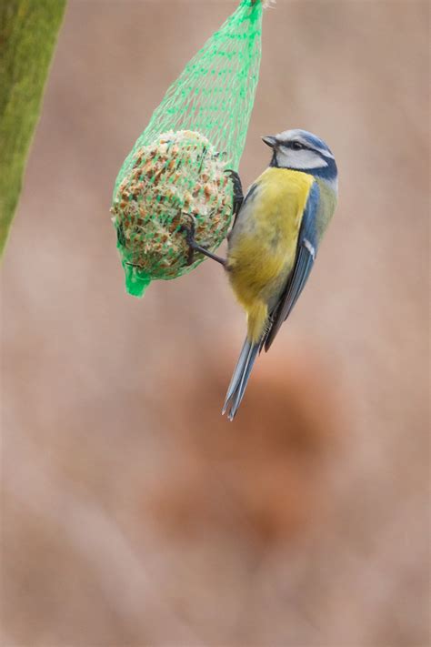 Blue Tit Free Stock Photo - Public Domain Pictures