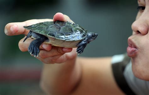 Turtles linked to U.S. salmonella outbreak, CDC says - The Washington Post