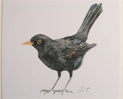blackbird drawing  paintingvalleycom explore collection