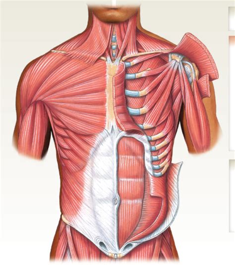 chest and stomach muscles Diagram | Quizlet