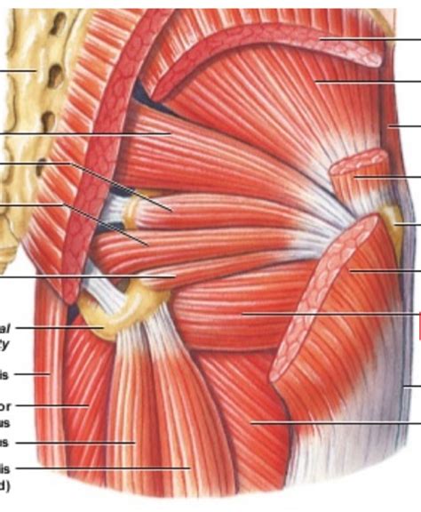hip  upper thigh muscles posterior diagram quizlet
