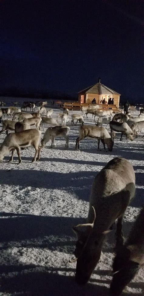 Tromso Arctic Reindeer - 2019 All You Need to Know BEFORE You Go (with ...