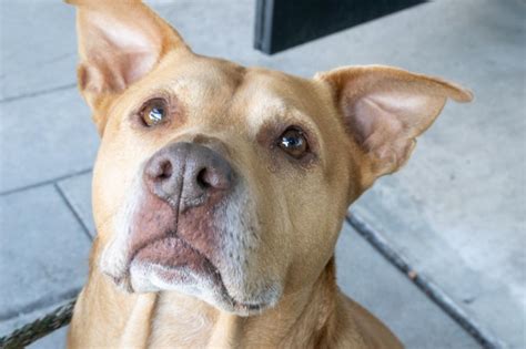 Premium Photo | Brown pit bull terrier mutt mix close up