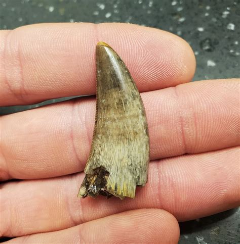 buy  tyrannosaurus rex tooth dino