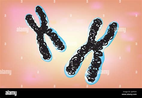 chromosome  nucleus    dna tightly coiled  proteins