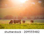 summer dusk landscape  farms image  stock photo public
