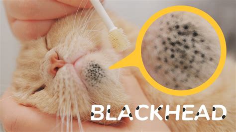 Forget Everything You Know: This is Unbelievable Blackhead Removal 2024 - fol6ai5