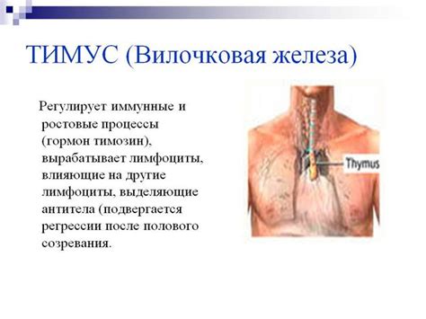 Какая железа вырабатывает тимозин?