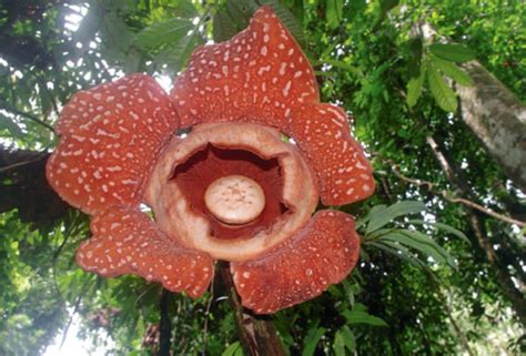 Malaysia National Flower Rafflesia | Best Flower Site