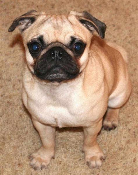 The History of Pugs: Origins of the World's Most Adorable Dog