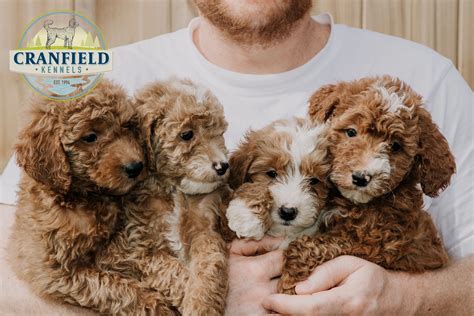 Cranfield Kennels - Mini Goldendoodles, Goldendoodle Puppies, Goldendoodle Breeders, Mini