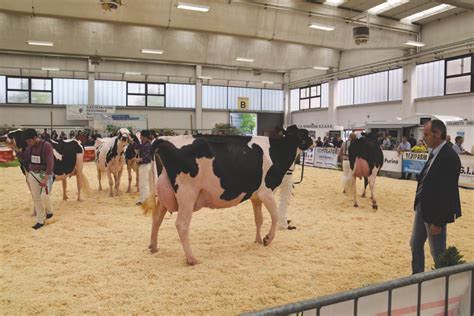 Le migliori bovine dell’Italia settentrionale