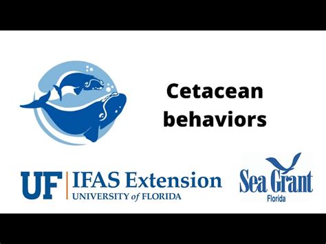 how to pronounce cetacean