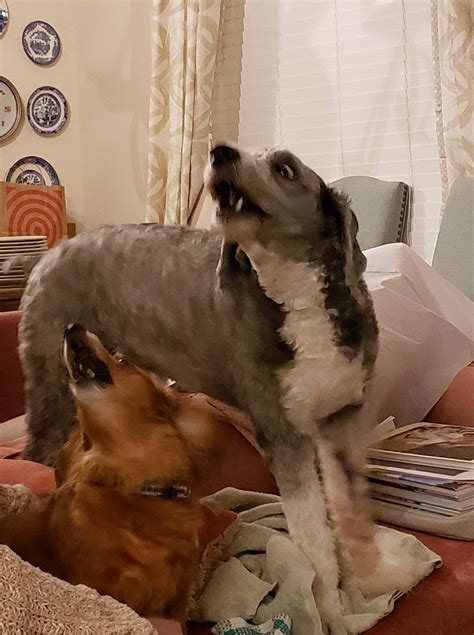PawpArt Pets | Charleston SC