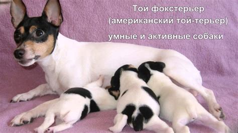 Самые маленькие породы собак - YouTube