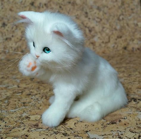 realistic cat stuffed animals wwwinf inetcom