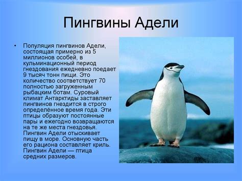 Пингвины. Семейство пингвиновых - презентация онлайн