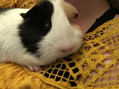 how to guinea pig scared indoors 2