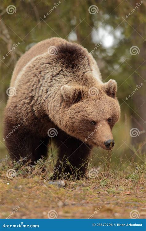 Brown bear. stock photo. Image of mammals, bears, taiga - 93579796