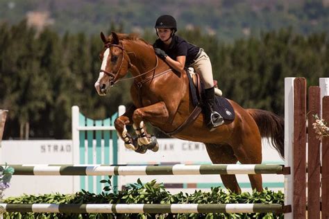 Кінно-спортивний клуб "Шостка" у Сумах - HorseUA