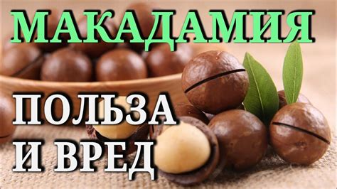 МАКАДАМИЯ. Состав, свойства, польза и вред - YouTube