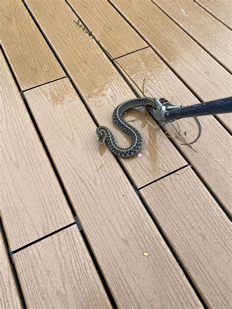 Wildlife Removal Photos | Newark, DE | Supreme Wildlife