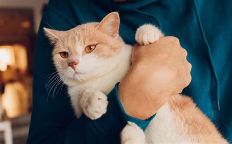 How to Make Your Cat Happy: 9 Tips - I Can Meow