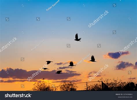 Silhouette Flock Ravens Flying Golden Sunset Stock Photo 2276308863 ...