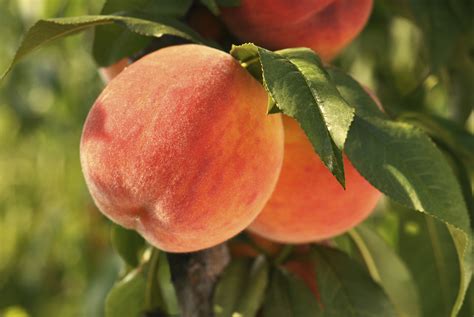 Персик Коллинз Описание Сорта Фото Отзывы – Telegraph